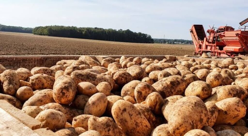 France : La sécheresse frappe durement la production de pommes de terre